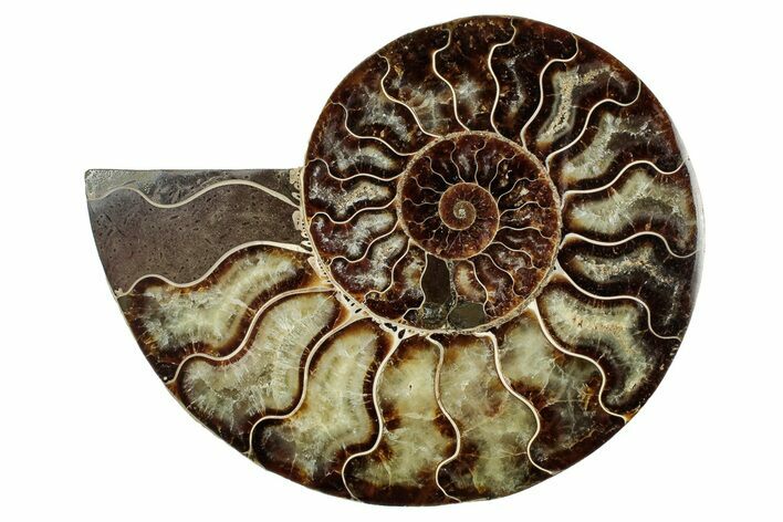 Cut & Polished Ammonite Fossil (Half) - Madagascar #345647